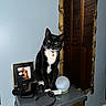 Mr. Prince is registered to the contest to win money with this photo: cat, tuxedo_cat, black_and_white, green_eyes, pet, animal, sitting, indoors, mirror, ornate_frame, dresser, furniture, electronics, smart_speaker, charger, smartwatch, picture_frame, blue_wall, home_decor, portrait