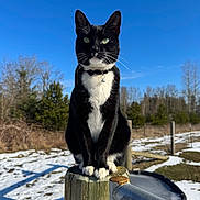 Mr. Prince joined the competition — help win amazing prizes! cat, tuxedo_cat, black_and_white, pet, animal, sitting, outdoors, snow, winter, blue_sky, fence, fence_post, bell, collar, bow_tie, green_eyes, whiskers, countryside, portrait, sunlight