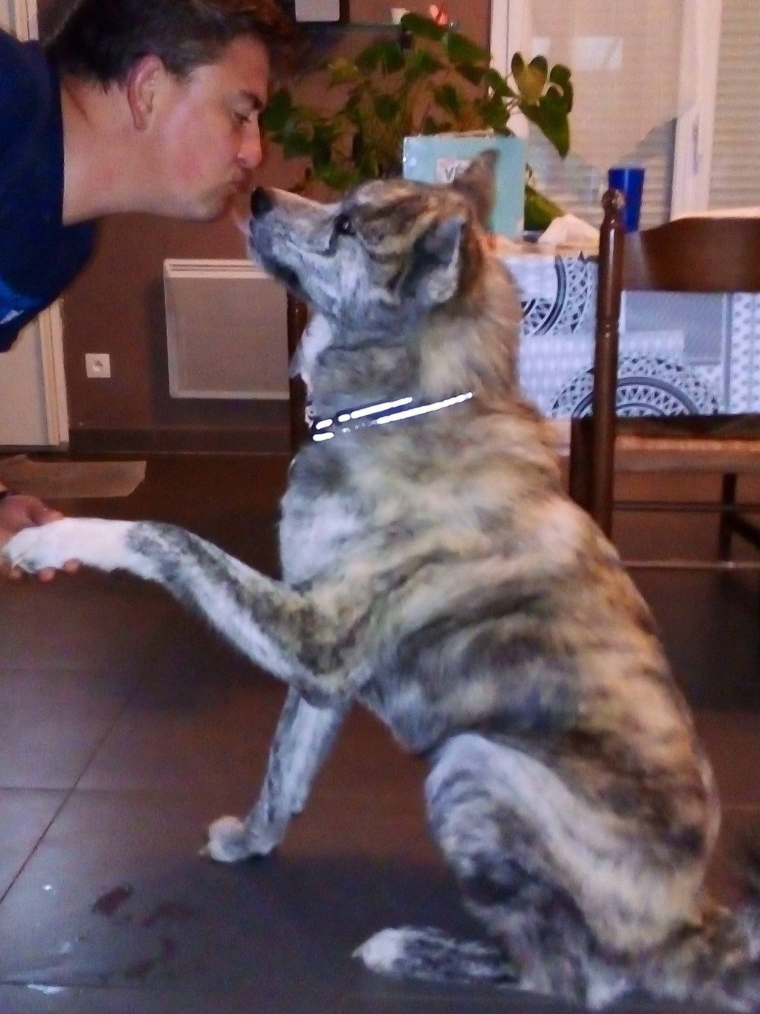 Simba a rejoint le concours — aidez-le/la à gagner de superbes lots ! canidae, carnivore, cimarron_uruguayo, dog, dog_breed, giant_dog_breed, mammal, perro_de_presa_canario