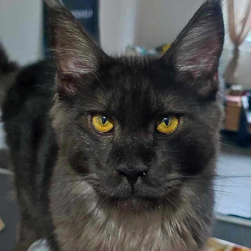 Völva