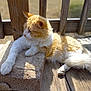Jelly Bean is registered to the contest to win money with this photo: cat, orange_cat, white_cat, fluffy, relaxed, outdoor, wooden_deck, stone_block, sunlight, paw, feline, pet, resting, animal, nature, daylight, wood, fur, quiet, peaceful