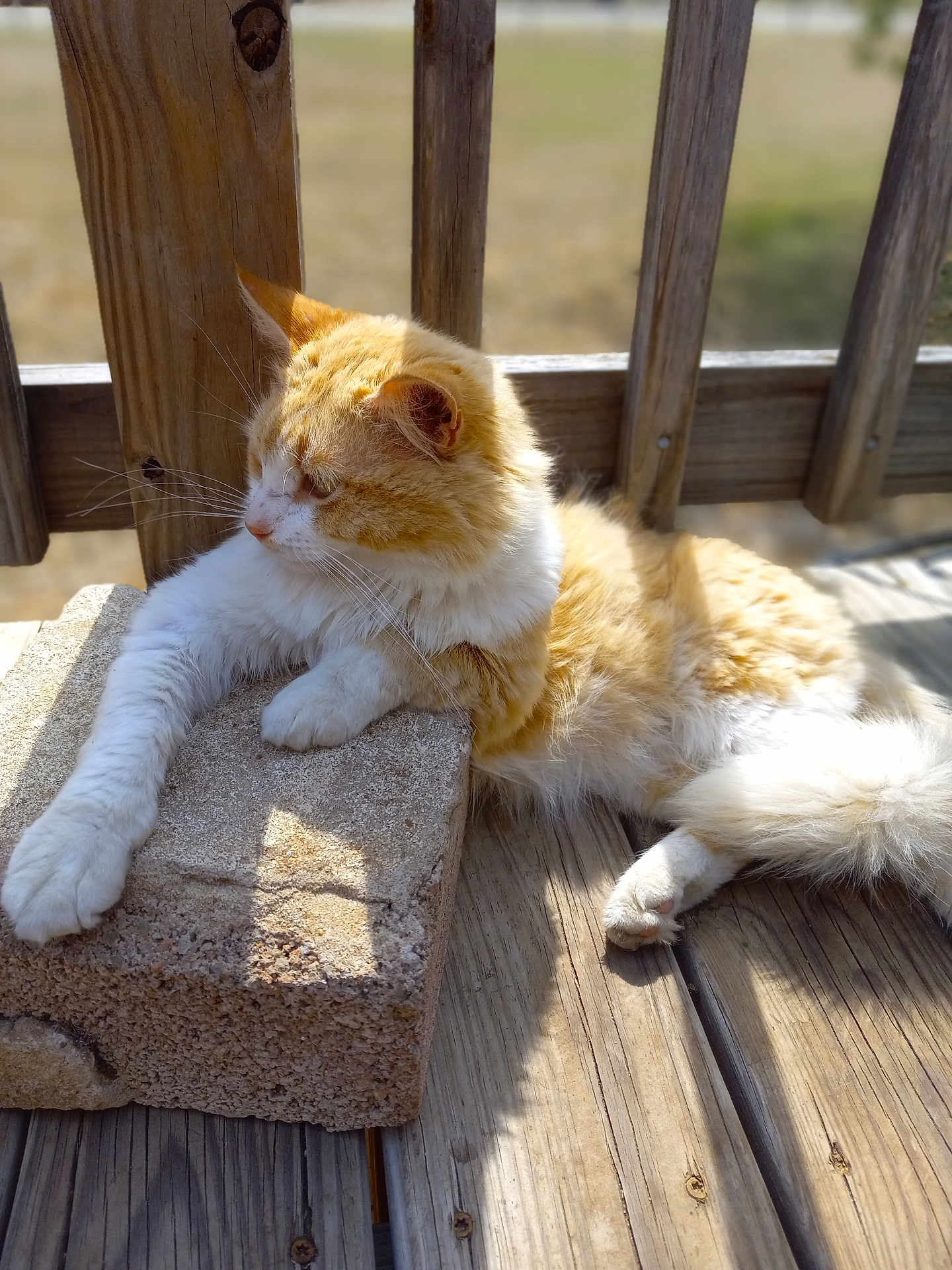 Jelly Bean is registered to the contest to win money with this photo: cat, orange_cat, white_cat, fluffy, relaxed, outdoor, wooden_deck, stone_block, sunlight, paw, feline, pet, resting, animal, nature, daylight, wood, fur, quiet, peaceful