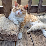 Jelly Bean is registered to the contest to win money with this photo: cat, orange_cat, white_cat, fluffy, pet, animal, wooden_deck, stone_block, relaxed, outdoor, paw, fur, whiskers, ears, tail, nature, daylight, resting, closeup, domestic_cat