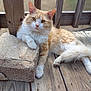 cat, orange_cat, white_cat, fluffy, pet, animal, wooden_deck, stone_block, relaxed, outdoor, paw, fur, whiskers, ears, tail, nature, daylight, resting, closeup, domestic_cat