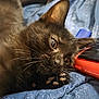kitten, black_cat, whiskers, closeup, blue_blanket, texture, pet, animal, lying_down, curious, indoor, soft_light, feline, paw, resting, young_cat, domestic_cat, cozy, colorful, object