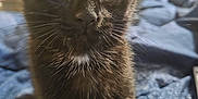 Lucifer is registered to the contest to win money with this photo: black_kitten, cat, pet, animal, feline, close_up, indoor, blue_blanket, curious, young, whiskers, ears, fur, cute, domestic_cat, soft_light, background_blur, portrait, sitting, eyes