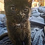 black_kitten, cat, pet, animal, feline, close_up, indoor, blue_blanket, curious, young, whiskers, ears, fur, cute, domestic_cat, soft_light, background_blur, portrait, sitting, eyes