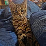 Amenadiel joined the competition — help win amazing prizes! kitten, cat, tabby, pet, animal, indoor, blanket, blue, fur, whiskers, relaxed, cute, young, domestic, cozy, furniture, television, living_room, close_up, portrait
