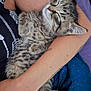 Amenadiel is registered to the contest to win money with this photo: kitten, cat, sleeping, arms, human, tabby, fur, relaxation, closeup, comfort, pet, cuddle, nap, domestic_cat, resting, feline, cute, animal, indoor, person