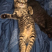 Amenadiel joined the competition — help win amazing prizes! kitten, cat, sleeping, cute, feline, pet, cozy, resting, fur, tabby, black_cat, blanket, bed, indoor, animal, adorable, relaxed, young, snuggling, domestic_cat