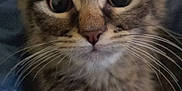Amenadiel is registered to the contest to win money with this photo: kitten, cat, tabby, close_up, whiskers, cute, pet, animal, feline, young, indoor, blue_blanket, fur, ears, face, eyes, nose, portrait, curious, soft_focus