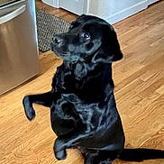 Millie joined the competition — help win amazing prizes! dog, black_dog, indoor, kitchen, wooden_floor, refrigerator, pet, animal, sitting, begging, looking_up, tail, ears, fur, cute, companion, household, domestic, mammal, canine