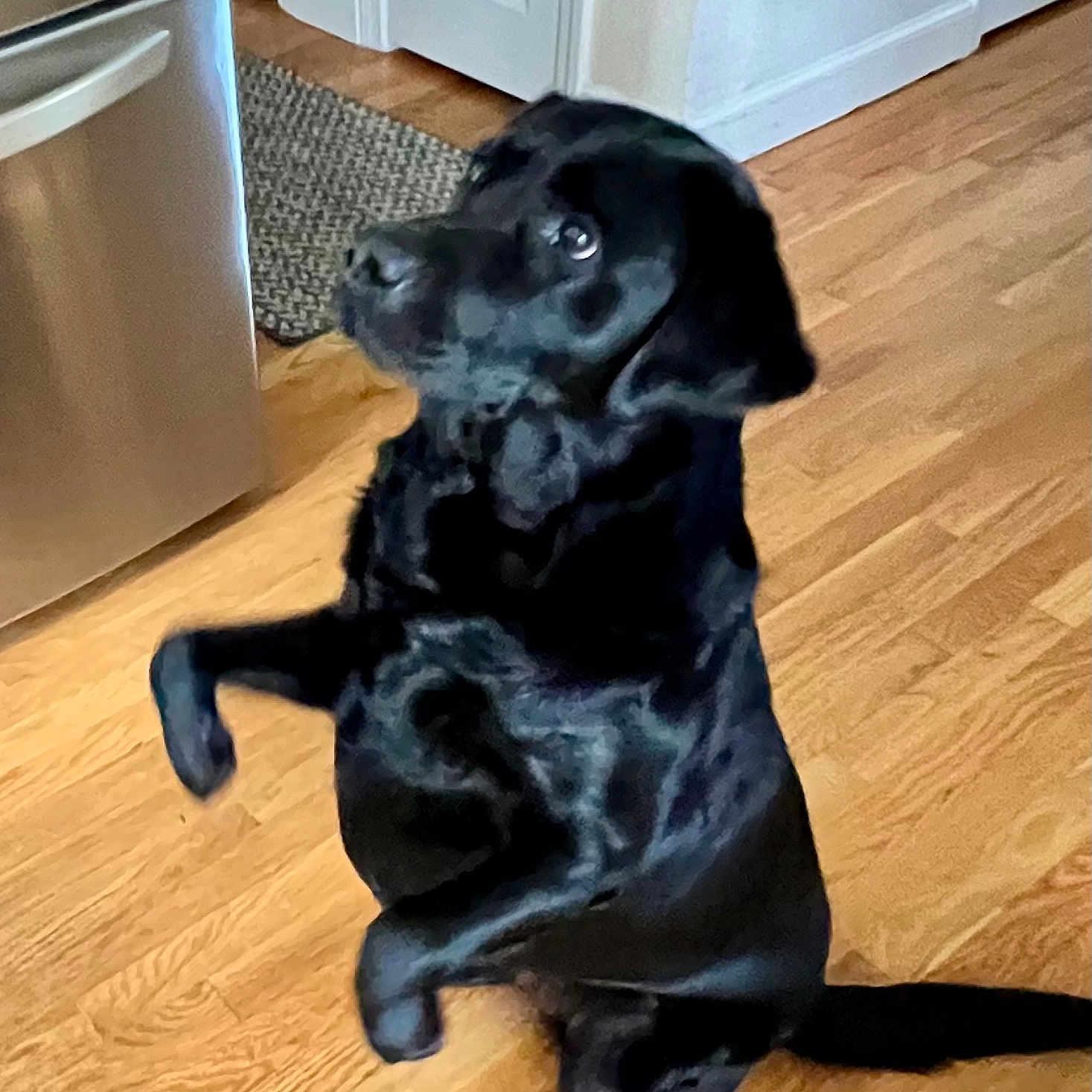 Millie joined the competition — help win amazing prizes! animal, begging, black_dog, canine, companion, cute, dog, domestic, ears, fur, household, indoor, kitchen, looking_up, mammal, pet, refrigerator, sitting, tail, wooden_floor