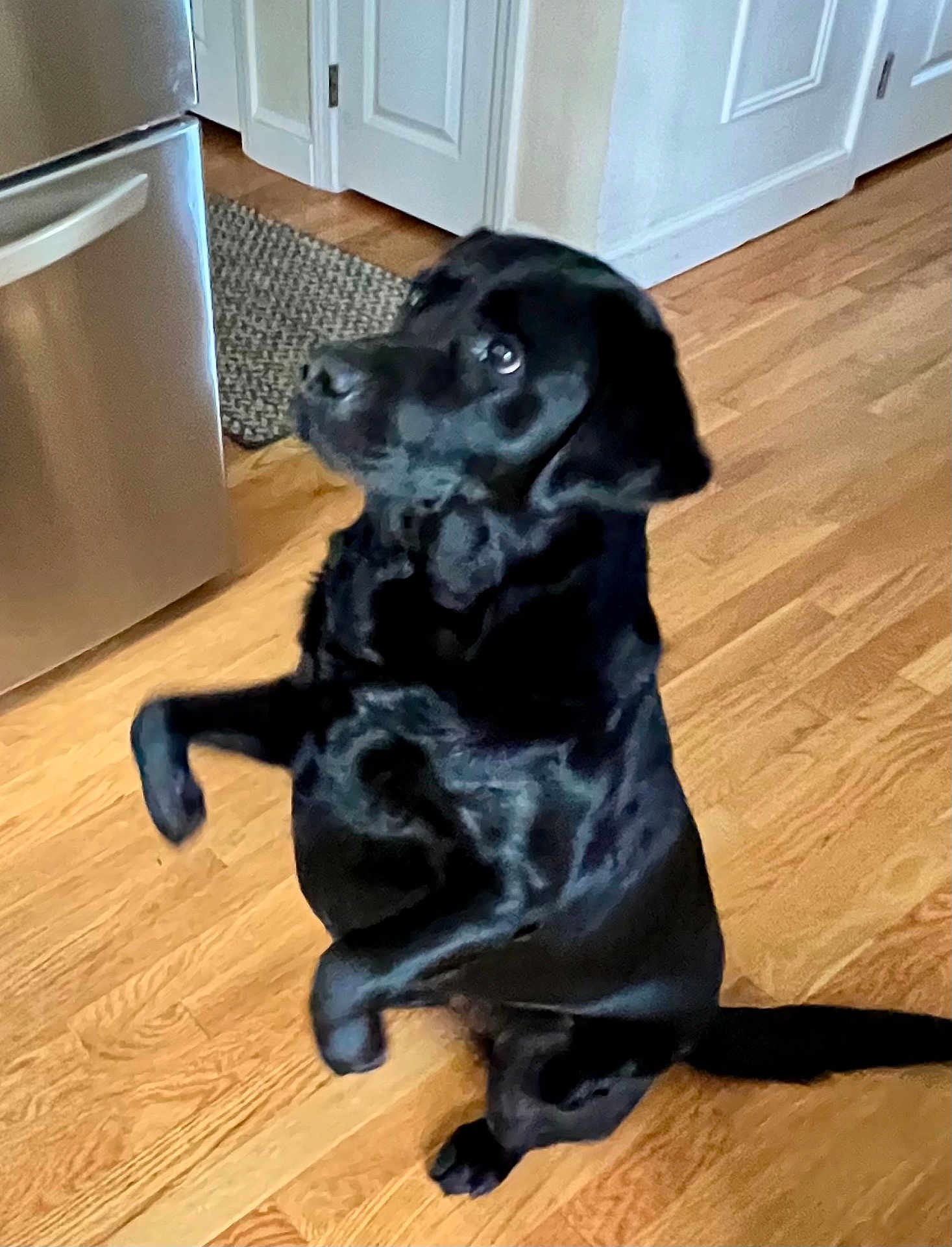 Millie joined the competition — help win amazing prizes! dog, black_dog, indoor, kitchen, wooden_floor, refrigerator, pet, animal, sitting, begging, looking_up, tail, ears, fur, cute, companion, household, domestic, mammal, canine