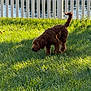 dog, brown_dog, grass, outdoor, sunlight, fence, pet, canine, yard, nature, sniffing, summer, greenery, water, pond, animal, fluffy, tail, daytime, backyard