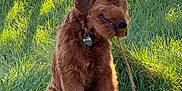 Rusty is registered to the contest to win money with this photo: dog, grass, stick, outdoor, sunlight, playful, brown_dog, pet, collar, nature, water, metal_structure, sitting, canine, animal, daylight, greenery, fur, park, happy