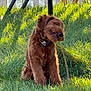 dog, grass, stick, outdoor, sunlight, playful, brown_dog, pet, collar, nature, water, metal_structure, sitting, canine, animal, daylight, greenery, fur, park, happy