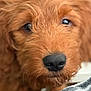 Rusty is registered to the contest to win money with this photo: dog, puppy, close_up, brown_fur, fluffy, nose, eyes, pet, animal, cute, portrait, soft_texture, indoor, young, mammal, companion, furry, adorable, snout, whiskers