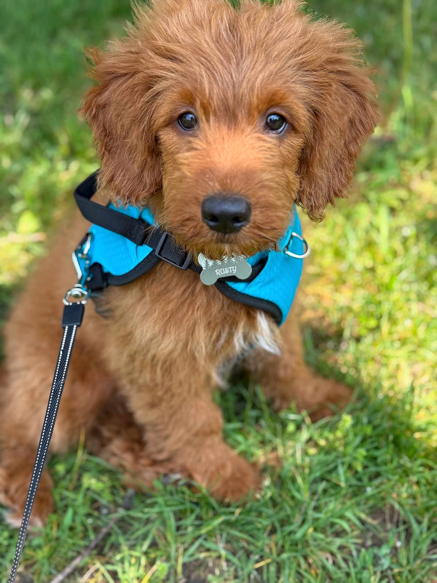Rusty is registered to the contest to win money with this photo: puppy, dog, brown_fur, fluffy, harness, blue, leash, grass, outdoor, pet, cute, animal, young_dog, sitting, closeup, nature, adorable, fur, canine, playful