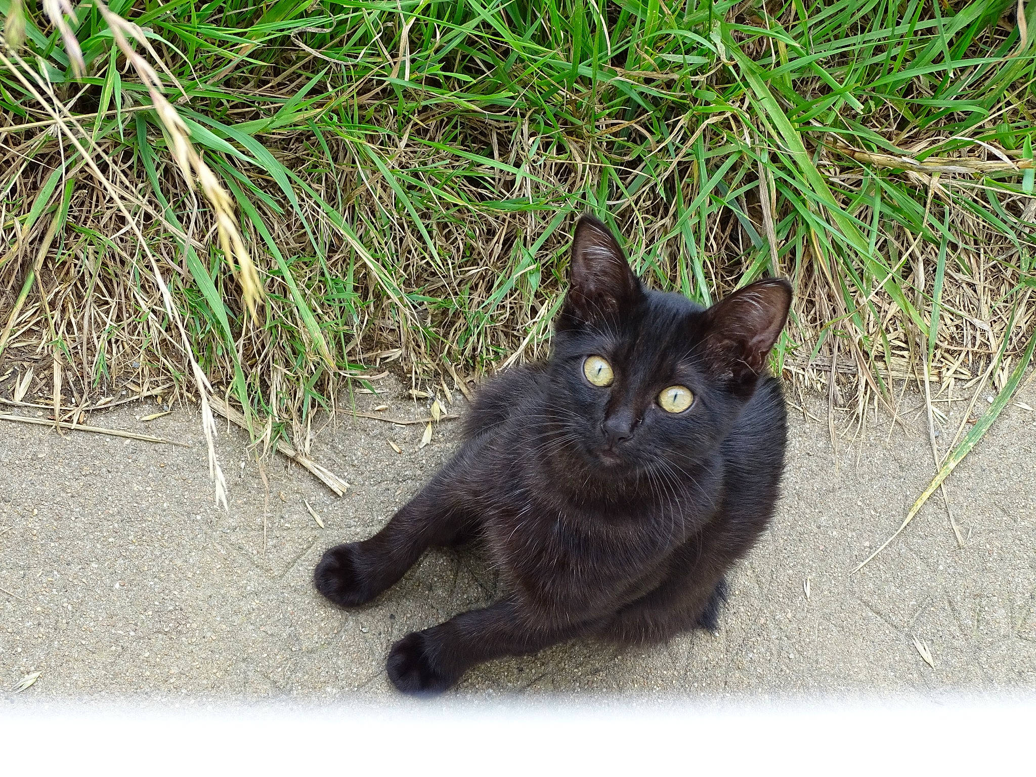 Pitchy a rejoint le concours — aidez-le/la à gagner de superbes lots ! black_cat, bombay, carnivore, cat, domestic_short_haired_cat, european_shorthair, eye, felidae, fur, grass, mammal, nebelung, organism, plant, polydactyl_cat, small_to_medium_sized_cats, snout, tail, whiskers, wild_cat