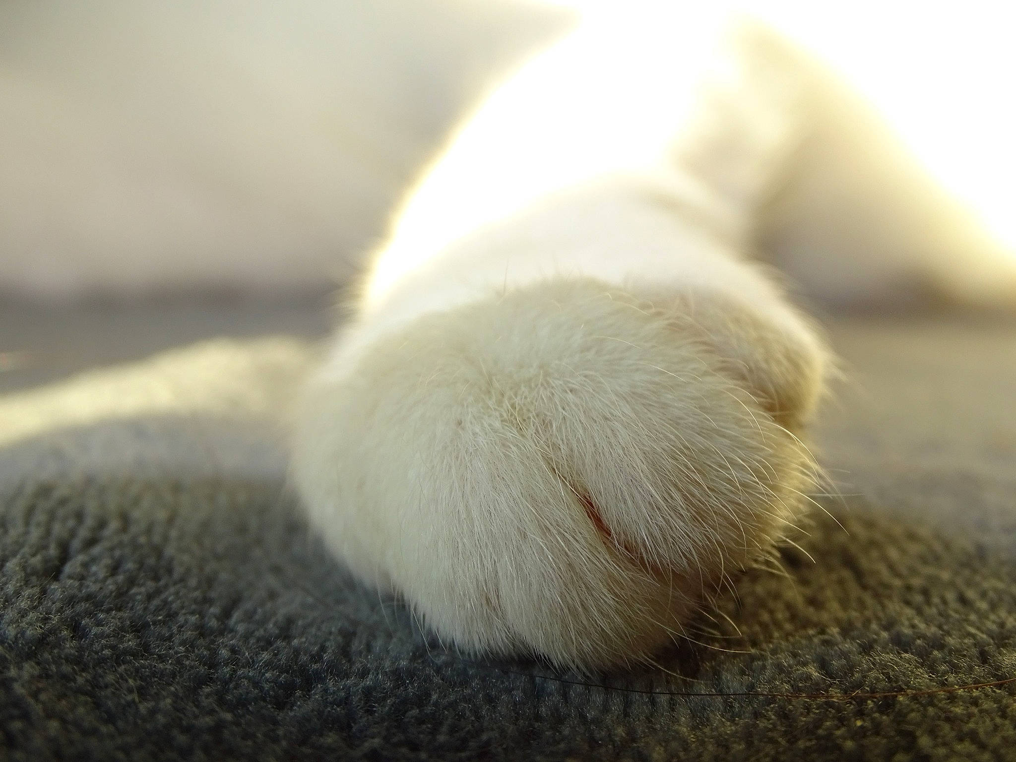 Oreo a rejoint le concours — aidez-le/la à gagner de superbes lots ! carnivore, cat, claw, close_up, fawn, felidae, fur, paw, small_to_medium_sized_cats