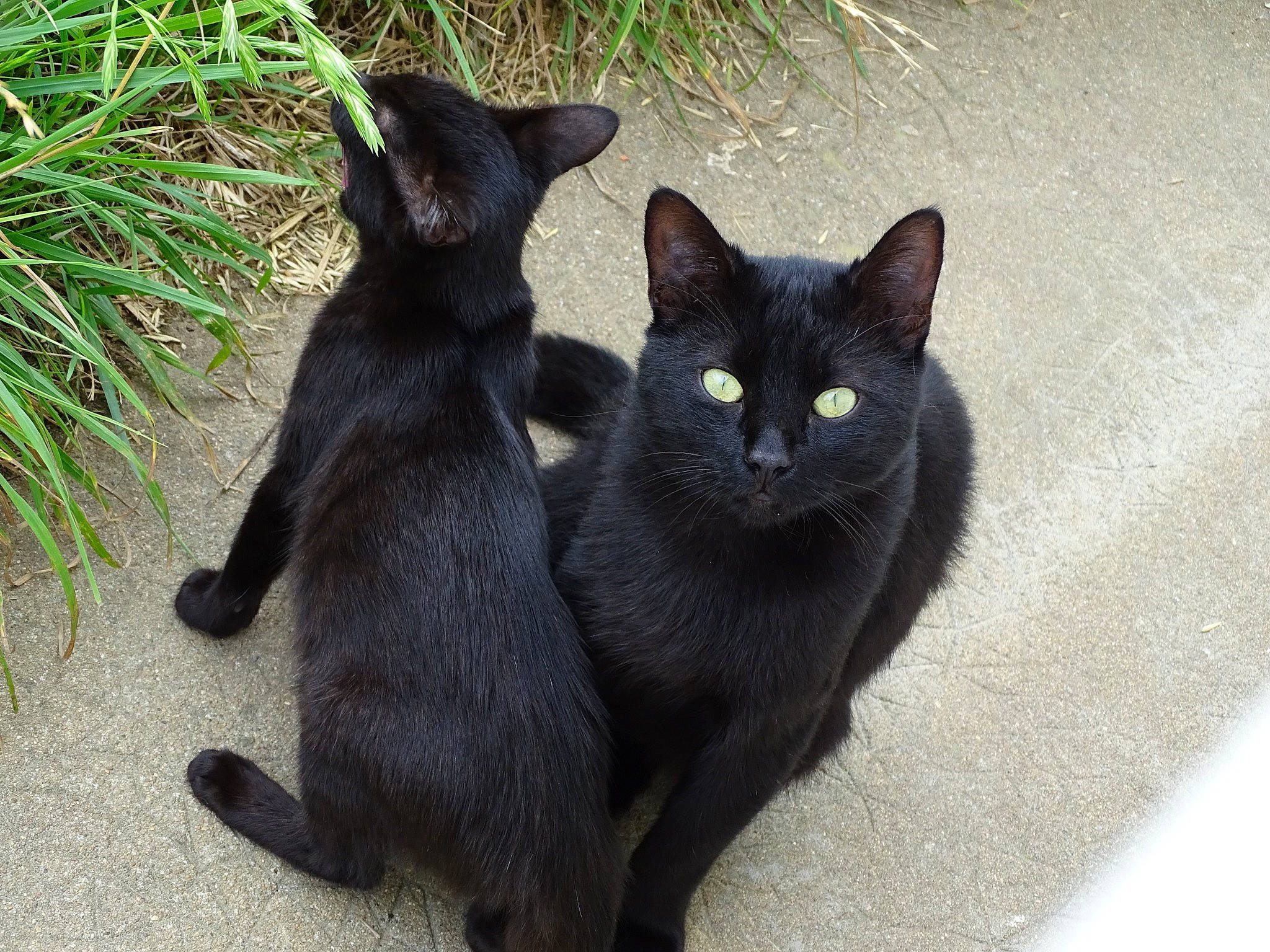 Yuki a rejoint le concours — aidez-le/la à gagner de superbes lots ! asian, black, black_cat, bombay, burmese, carnivore, cat, domestic_short_haired_cat, felidae, havana_brown, korat, mammal, nebelung, russian_blue, small_to_medium_sized_cats, tail, vertebrate, whiskers