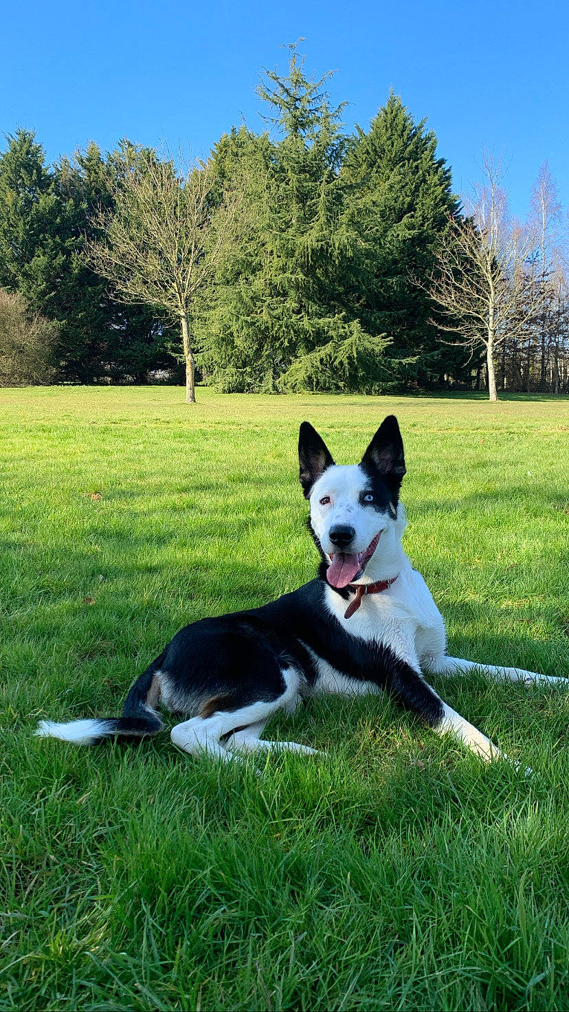 Pandy participe au concours pour gagner de l'argent avec cette photo : canidae, carnivore, collar, companion_dog, dog, dog_breed, dog_collar, grass, herding_dog, mcnab, non_sporting_group, pasture, plant, recreation, sky, sporting_group, tail, tree, working_animal, working_dog