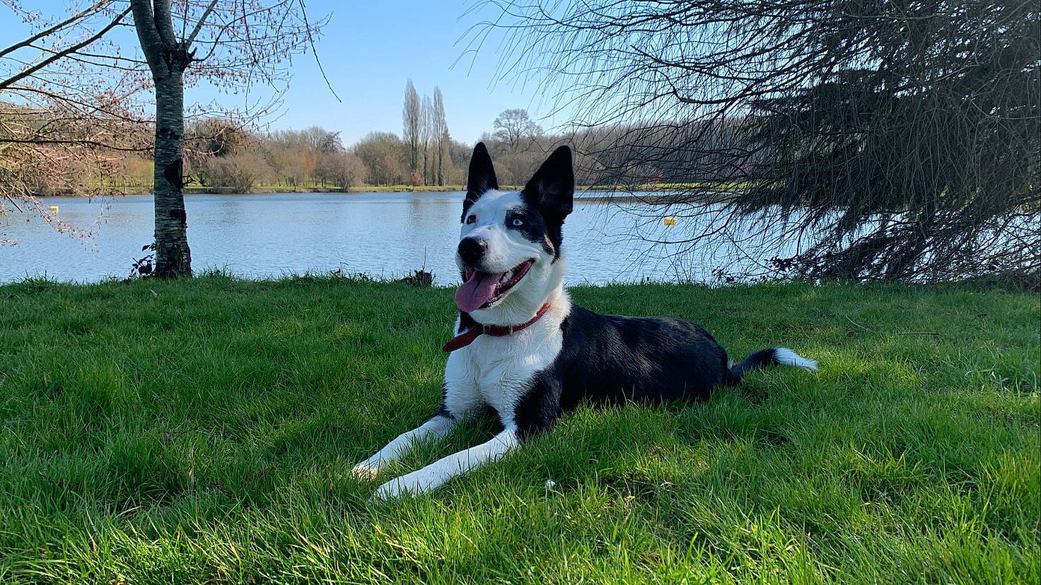 Pandy a rejoint le concours — aidez-le/la à gagner de superbes lots ! canidae, carnivore, companion_dog, dog, dog_breed, grass, herding_dog, lake, mcnab, natural_landscape, non_sporting_group, plant, recreation, russo_european_laika, sky, sporting_group, tail, tree, water, working_dog