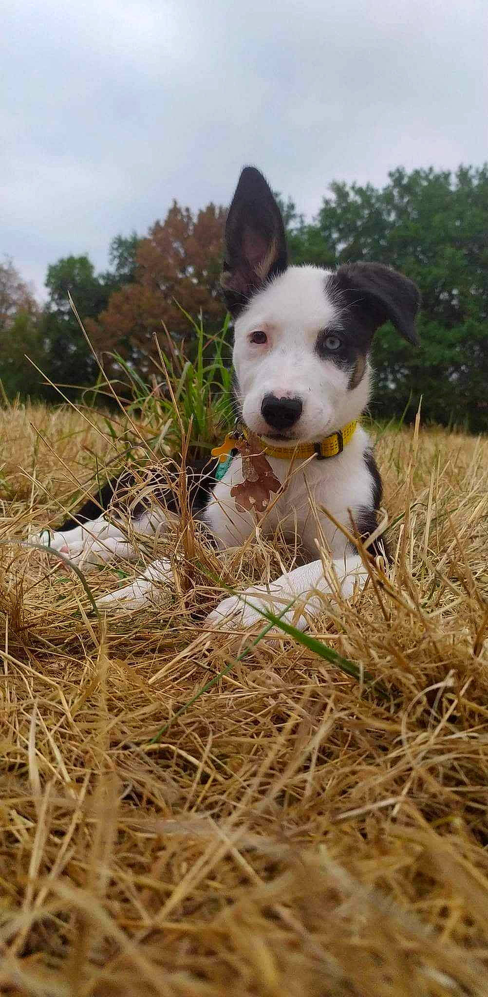 Pandy a rejoint le concours — aidez-le/la à gagner de superbes lots ! australian_cattle_dog, canidae, carnivore, collar, companion_dog, dog, dog_breed, dog_collar, fawn, grass, grass_family, grassland, plant, sky, snout, soil, sporting_group, texas_heeler, tree, working_animal