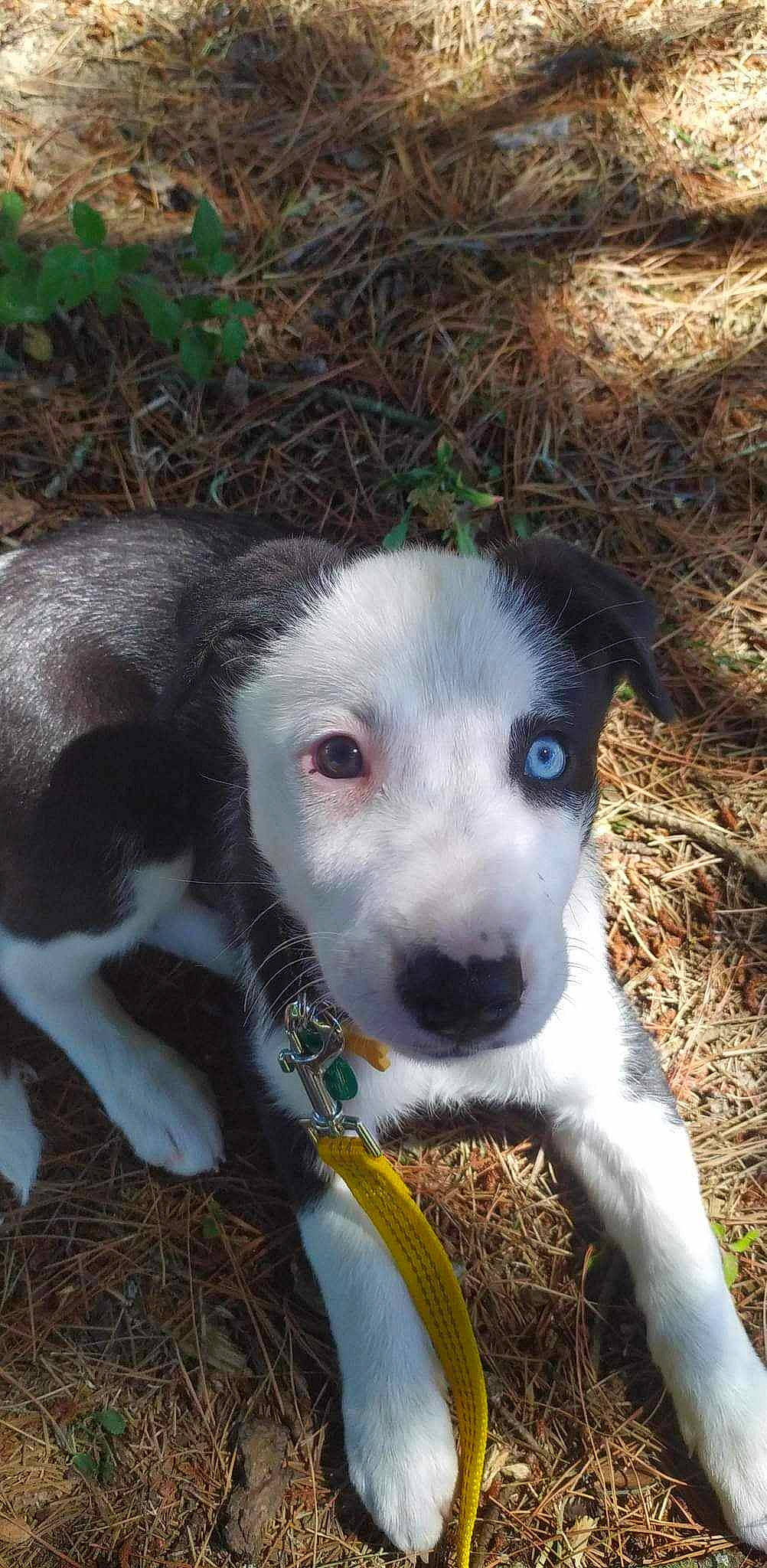 Pandy participe au concours pour gagner de l'argent avec cette photo : carnivore, companion_dog, dog, dog_breed, grass, non_sporting_group, plant, sporting_group, terrestrial_animal, whiskers, working_animal