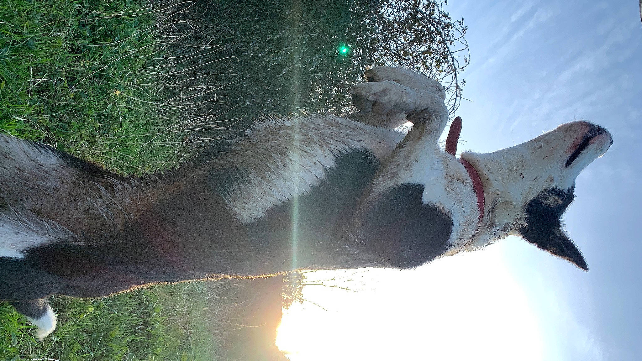 Pandy a rejoint le concours — aidez-le/la à gagner de superbes lots ! backlighting, beak, cloud, flightless_bird, gesture, happy, lens_flare, plant, reflection, seabird, shadow, sky, snout, tail, tree, water, wildlife, wing