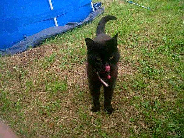 Doris is registered to the contest to win money with this photo: black_cat, bombay, carnivore, cat, dog_breed, domestic_short_haired_cat, electric_blue, felidae, fur, grass, plant, small_to_medium_sized_cats, sporting_group, tail, tarpaulin, tent, terrestrial_animal, tints_and_shades, tree, whiskers