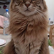 Sultane participe au concours pour gagner de l'argent avec cette photo : cat, tabby, fluffy, indoor, pet, animal, feline, whiskers, ears, eyes, fur, table, domestic, mammal, cute, sitting, closeup, portrait, household, tabby_cat