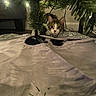 cat, christmas_tree, indoor, curious, pet, decorations, tree_stand, wires, festive, holiday, animal, fur, whiskers, eyes, floor, fabric, lighting, home, cute, playful