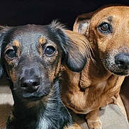 Sassy is registered to the contest to win money with this photo: alert, animal, black_and_tan_dog, brown_dog, close_up, companions, cute, dog, domestic_animal, ears, eyes, friendship, fur, indoor, looking_at_camera, mammal, pets, portrait, snout, two_dogs