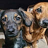 alert, animal, black_and_tan_dog, brown_dog, close_up, companions, cute, dog, domestic_animal, ears, eyes, friendship, fur, indoor, looking_at_camera, mammal, pets, portrait, snout, two_dogs