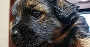 Sassy joined the competition — help win amazing prizes! animal, bodypart, canine, computerhardware, dog, electronics, entertainmentcenter, finger, germanshepherd, hand, hardware, monitor, person, pet, puppy, screen, shelf, terrier, tin, tv