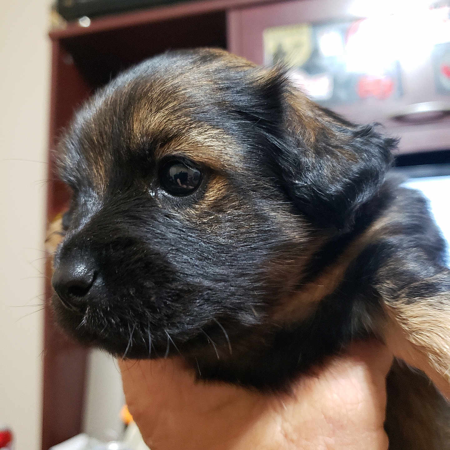 Sassy joined the competition — help win amazing prizes! animal, bodypart, canine, computerhardware, dog, electronics, entertainmentcenter, finger, germanshepherd, hand, hardware, monitor, person, pet, puppy, screen, shelf, terrier, tin, tv