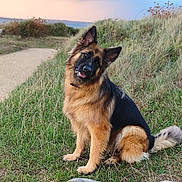 Perle a rejoint le concours — aidez-le/la à gagner de superbes lots ! dog, german_shepherd, pet, animal, sitting, outdoors, grass, coastal, dunes, path, nature, landscape, pastel_sky, sunset, fluffy, black_and_tan, pointed_ears, open_mouth, happy, portrait