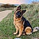 Perle