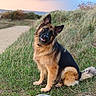 dog, german_shepherd, pet, animal, sitting, outdoors, grass, coastal, dunes, path, nature, landscape, pastel_sky, sunset, fluffy, black_and_tan, pointed_ears, open_mouth, happy, portrait