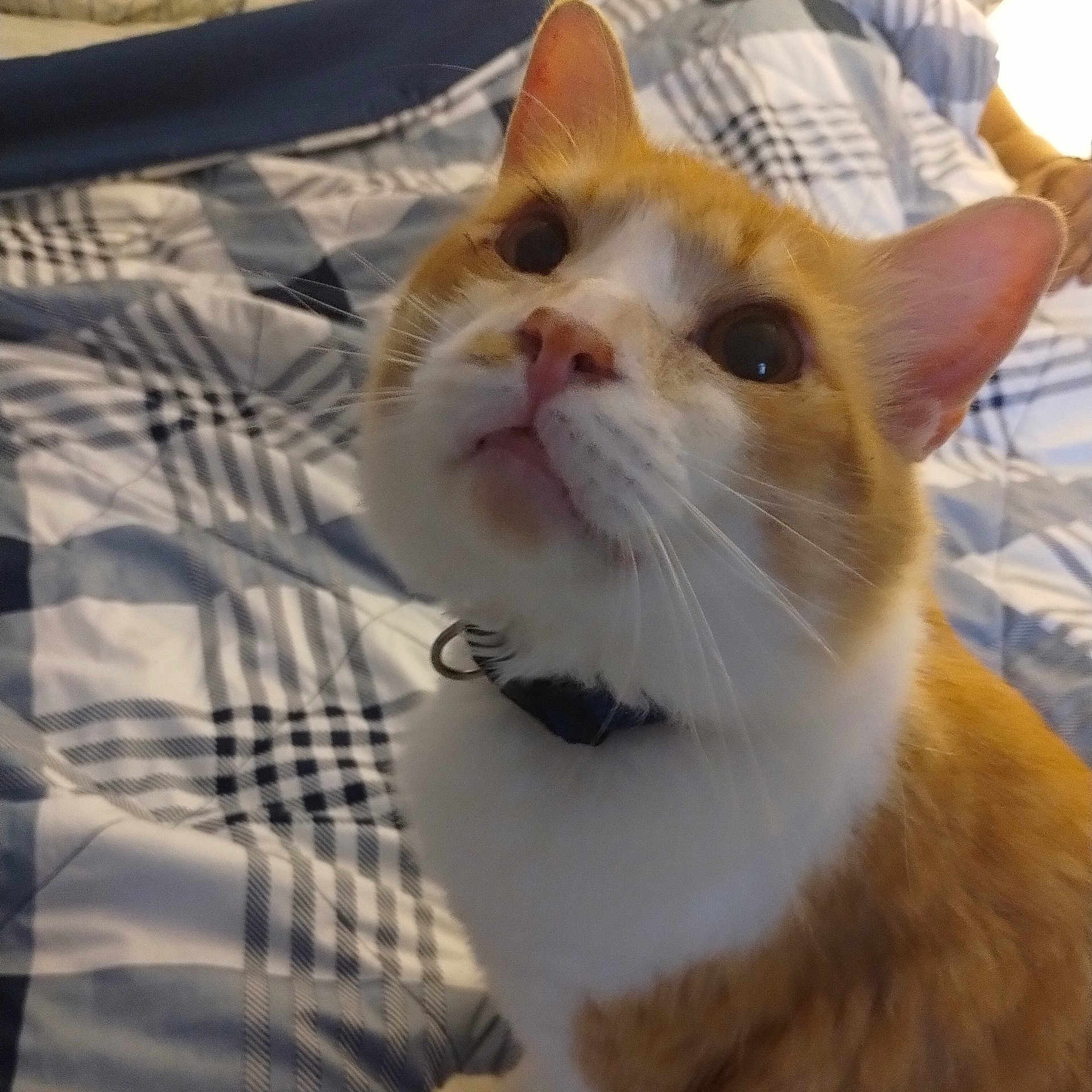 Jiji