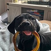 Max joined the competition — help win amazing prizes! puppy, dog, black_dog, chew_toy, blanket, indoor, pet, tongue, cute, playful, animal, canine, cozy, furniture, flower, vase, books, window, home, relaxing