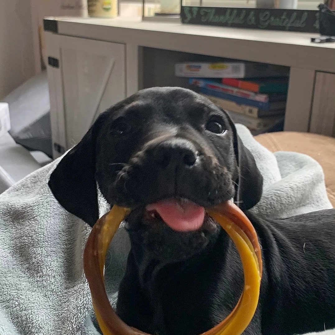 Max joined the competition — help win amazing prizes! animal, black_dog, blanket, books, canine, chew_toy, cozy, cute, dog, flower, furniture, home, indoor, pet, playful, puppy, relaxing, tongue, vase, window