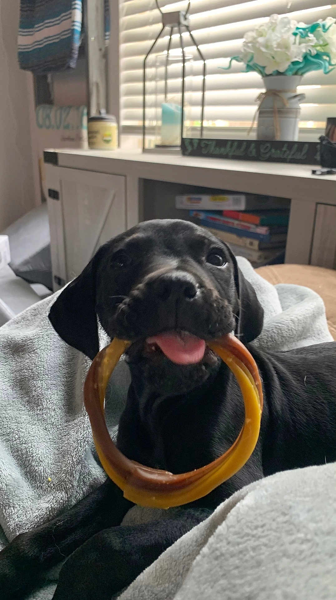 Max joined the competition — help win amazing prizes! puppy, dog, black_dog, chew_toy, blanket, indoor, pet, tongue, cute, playful, animal, canine, cozy, furniture, flower, vase, books, window, home, relaxing