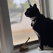 Logan joined the competition — help win amazing prizes! animal, black_and_white, blurred_background, cat, collar, curious, domestic_cat, fur, house, indoor, looking_outside, natural_light, paws, pet, quiet, side_view, still_life, whiskers, window, windowsill