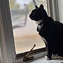 animal, black_and_white, blurred_background, cat, collar, curious, domestic_cat, fur, house, indoor, looking_outside, natural_light, paws, pet, quiet, side_view, still_life, whiskers, window, windowsill