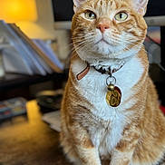 Mylo is registered to the contest to win money with this photo: animal, blurred_background, cat, close_up, collar, cute, desk, domestic_cat, feline, fur, ginger_cat, indoor, lamp, office, pet, portrait, sitting, tag, warm_lighting, whiskers
