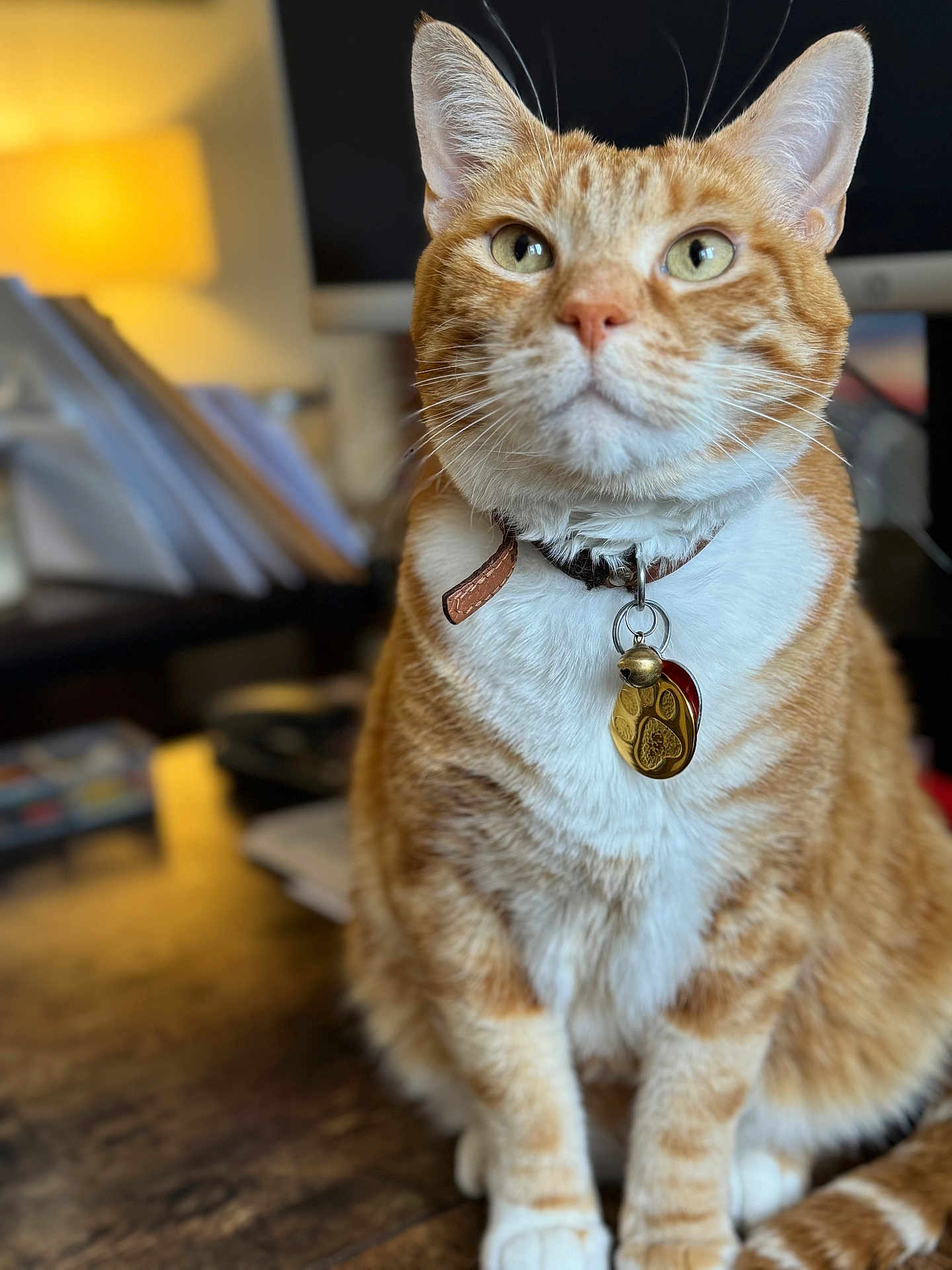 Mylo