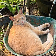 Kiki is registered to the contest to win money with this photo: cat, orange_cat, wheelbarrow, garden, plants, soil, pot, outdoor, animal, pet, feline, relaxed, sunlight, rusty, nature, greenery, resting, curious, fluffy, domestic_cat